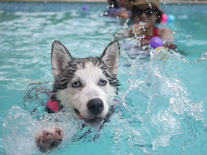 DogSafePool Dog Safe Pool